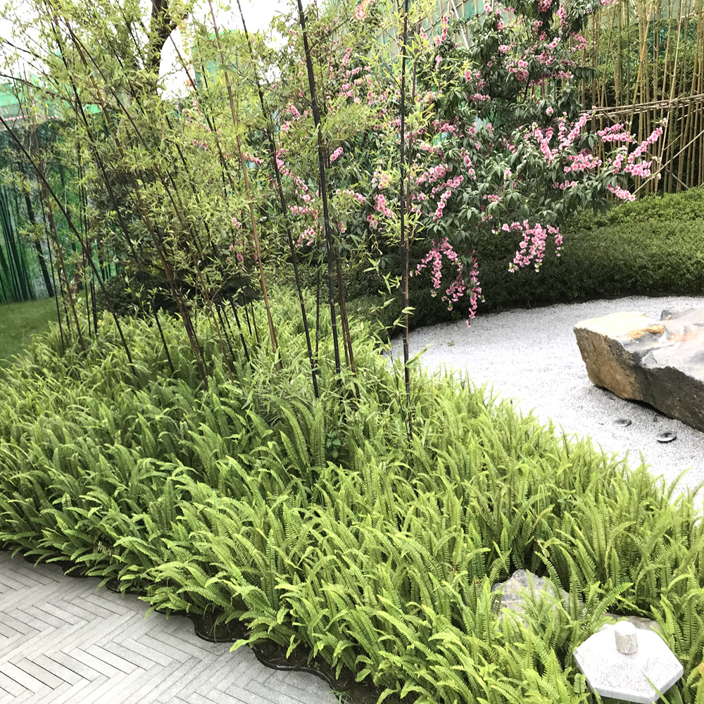 肾蕨杯苗 圆羊齿 四川园林绿化景观工程苗木 耐阴地被植物