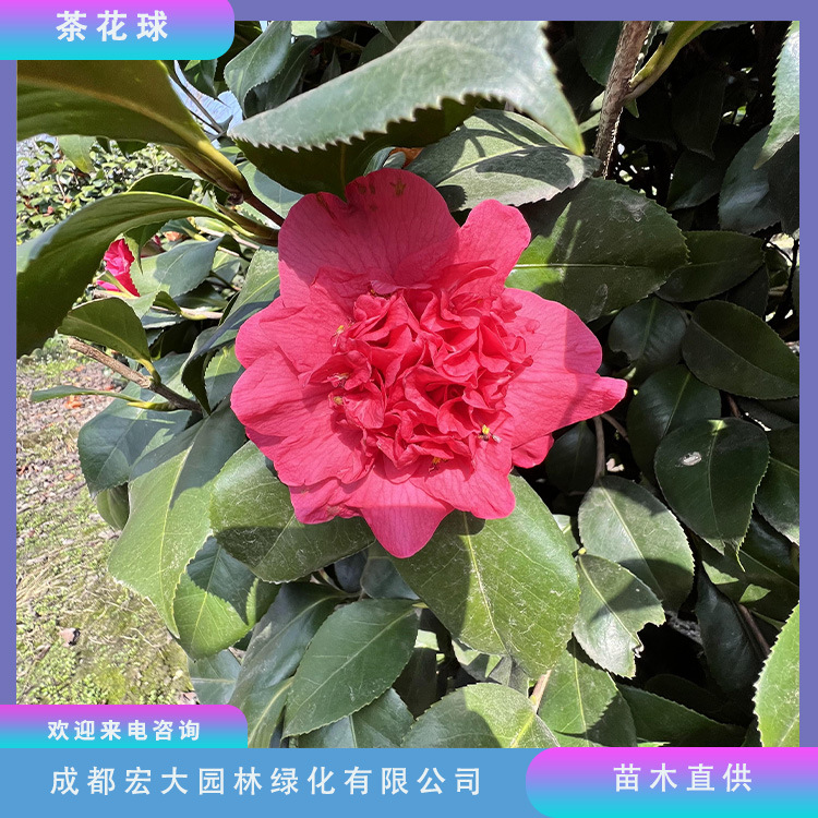 茶花基地批发茶花球茶花树苗圃直发别墅园林花坛景观小区庭院绿化