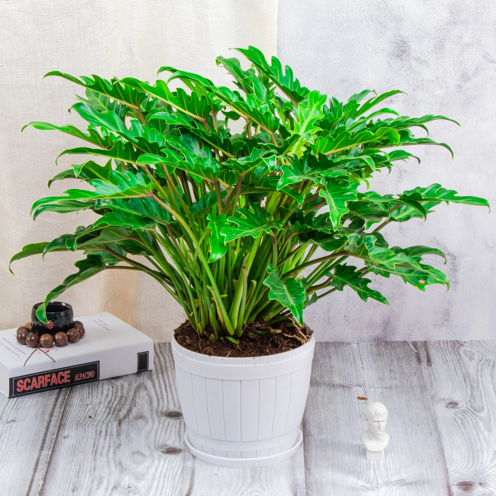 春羽大苗办公室室内绿植简约盆栽春雨老桩盆景吸甲醛客厅耐阴植物