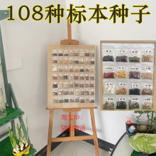 108种透明自封袋装种子墙壁标本画相框幼儿园科学区展示装饰材料