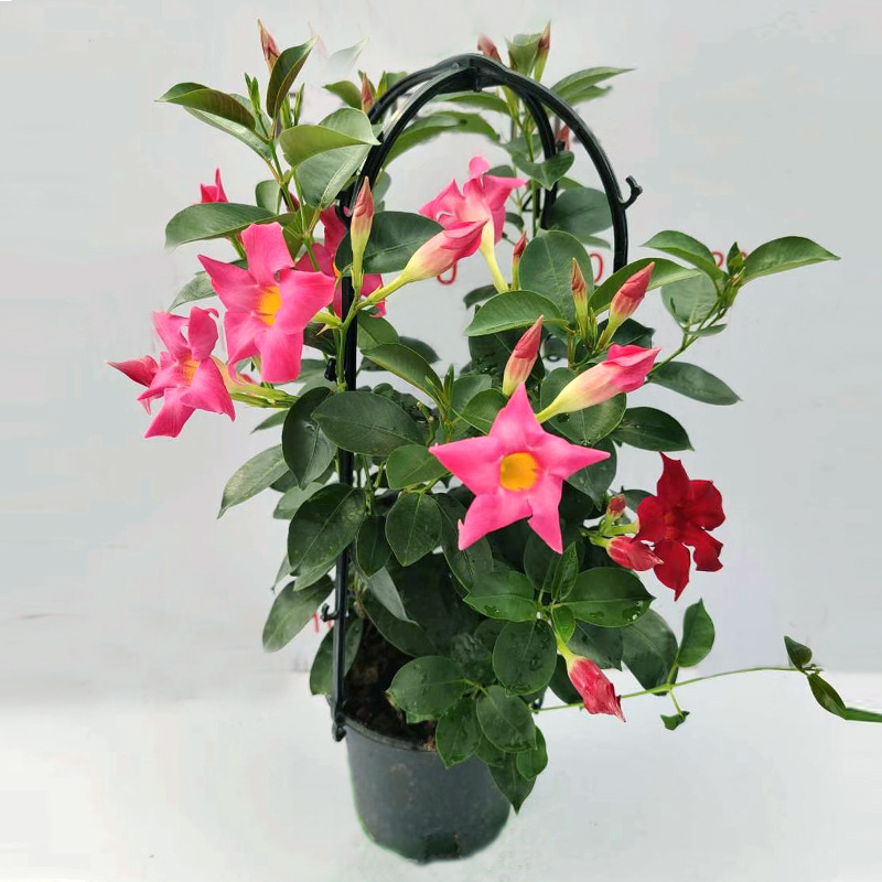 万里飘香藤双喜藤爬藤植物四季开花阳台庭院花卉蓝雪花法国香水