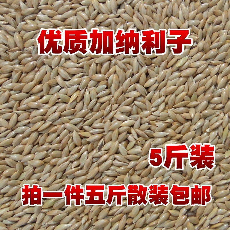 加纳利子鸟食 金丝雀籽鹦鹉粮文鸟食油尖粟白尖粟草庐籽玉鸟粮5斤