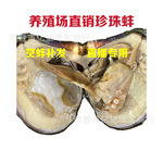 天然淡水月亮珠蚌活蚌取珍珠DIY活蚌月亮珍珠蚌自己开不规则蚌