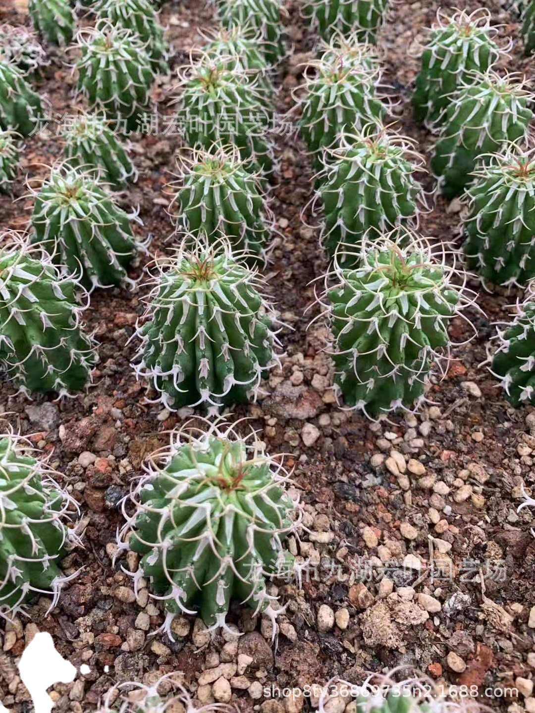 圆柱麒麟大戟科仙人掌牛角阶梯螺旋刺圆柱麒麟嫁接多肉植沙生植物