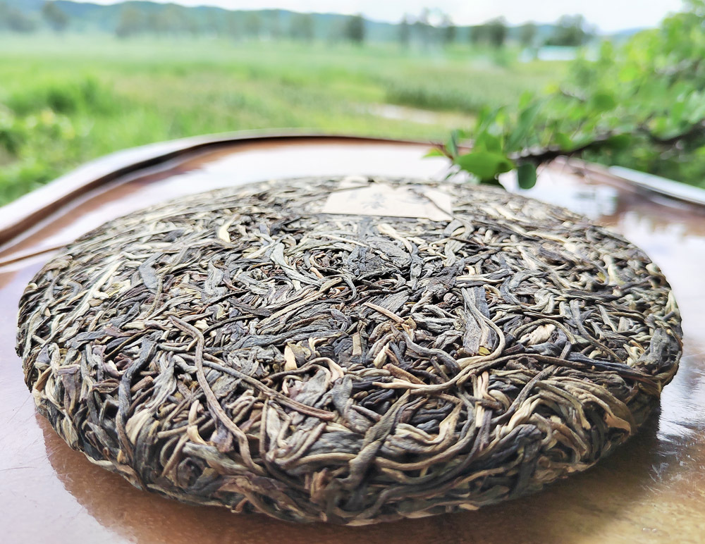 弯弓古树茶 早春高杆普洱生茶 易武普洱大树茶饼 古六大茶山批发