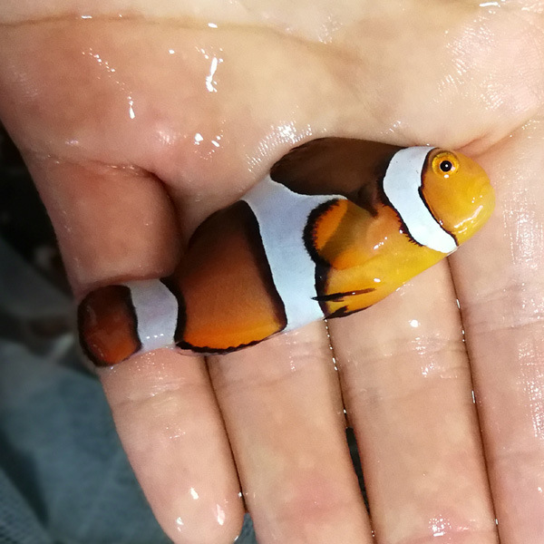 海水观赏鱼公子小丑鱼活体澳洲黑公子黑背心雪印金透红黑冰红小丑