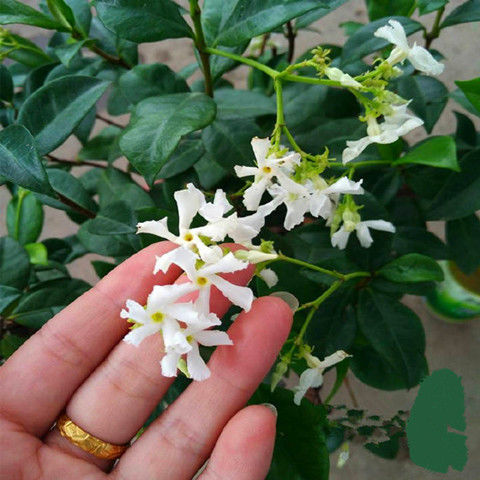庭院爬藤植物银丝茉莉盆栽风车茉莉盘龙桂花四季常绿络石藤开花