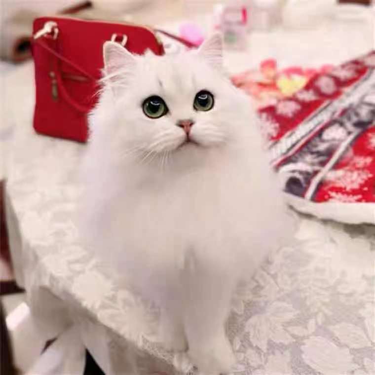 金吉拉幼猫纯种纯白色蓝眼长毛猫幼崽可爱小型宠物猫咪活物活幼体