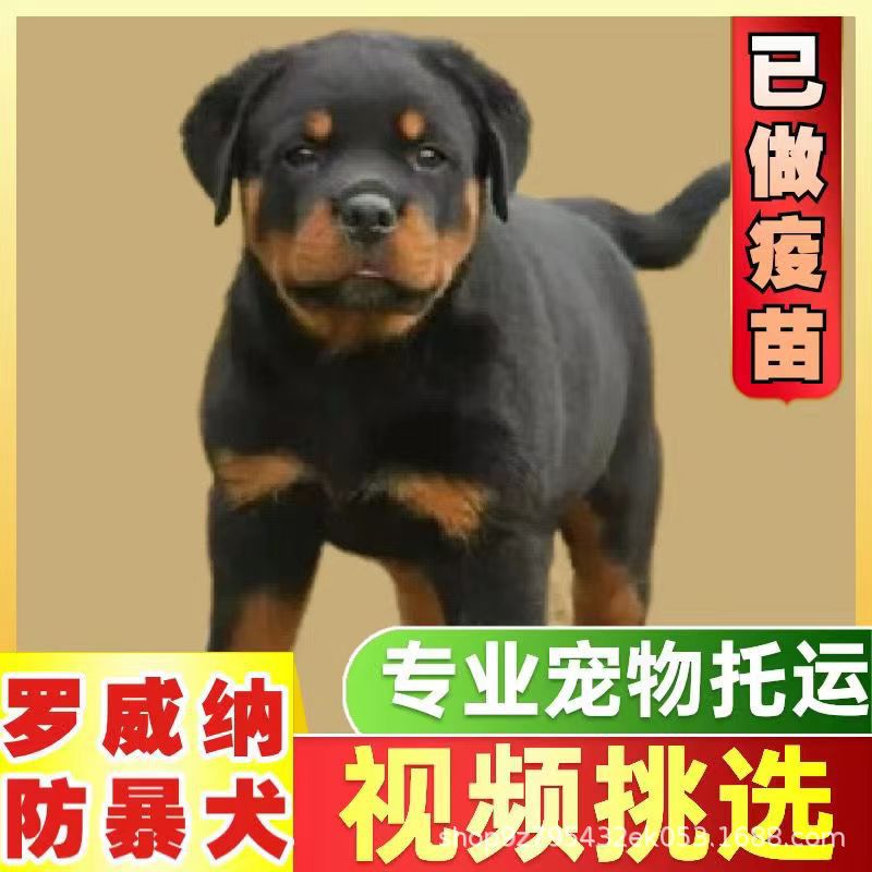 罗威纳幼犬活体出售双血统德系罗威纳幼崽工作犬猛犬批发价格活物