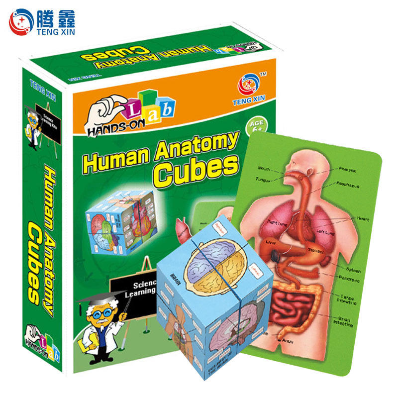 人体器官拼图立体结构魔方儿童stem启蒙教育益智玩具减压纸质拼板
