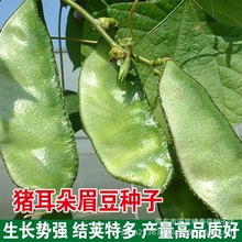 绿眉豆种子猪耳朵扁豆籽种阳台庭院盆栽种植易种绿色蔬果种籽