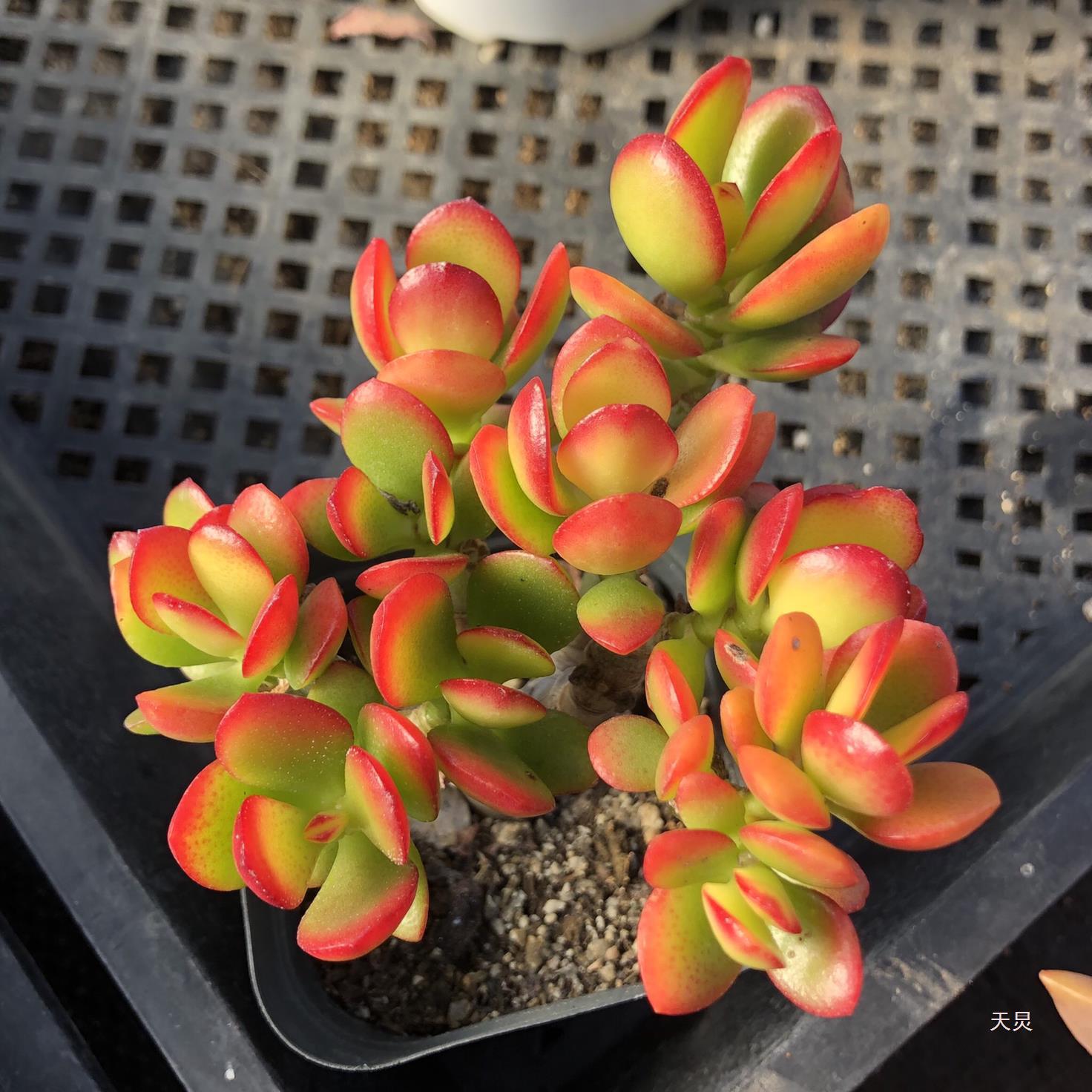 包邮~精选10颗多肉植物 2-3头群生多肉组合防辐射绿植花卉盆栽