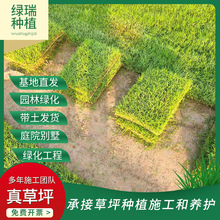 露营野营基地绿化草坪 高尔夫足球场草坪草皮 中华结缕草宠物草坪
