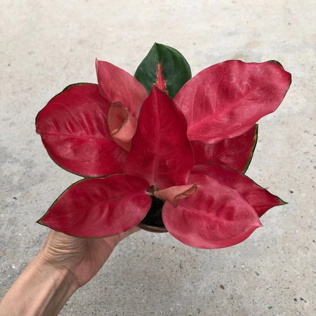 【基地直批】中国红盆栽可水培大红中国红小苗好办公室桌面植物