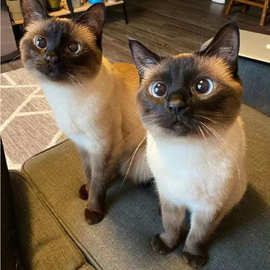 纯种罗猫暹罗猫幼猫星罗猫暹罗猫虎斑泰国猫暹罗猫宠物猫咪活物