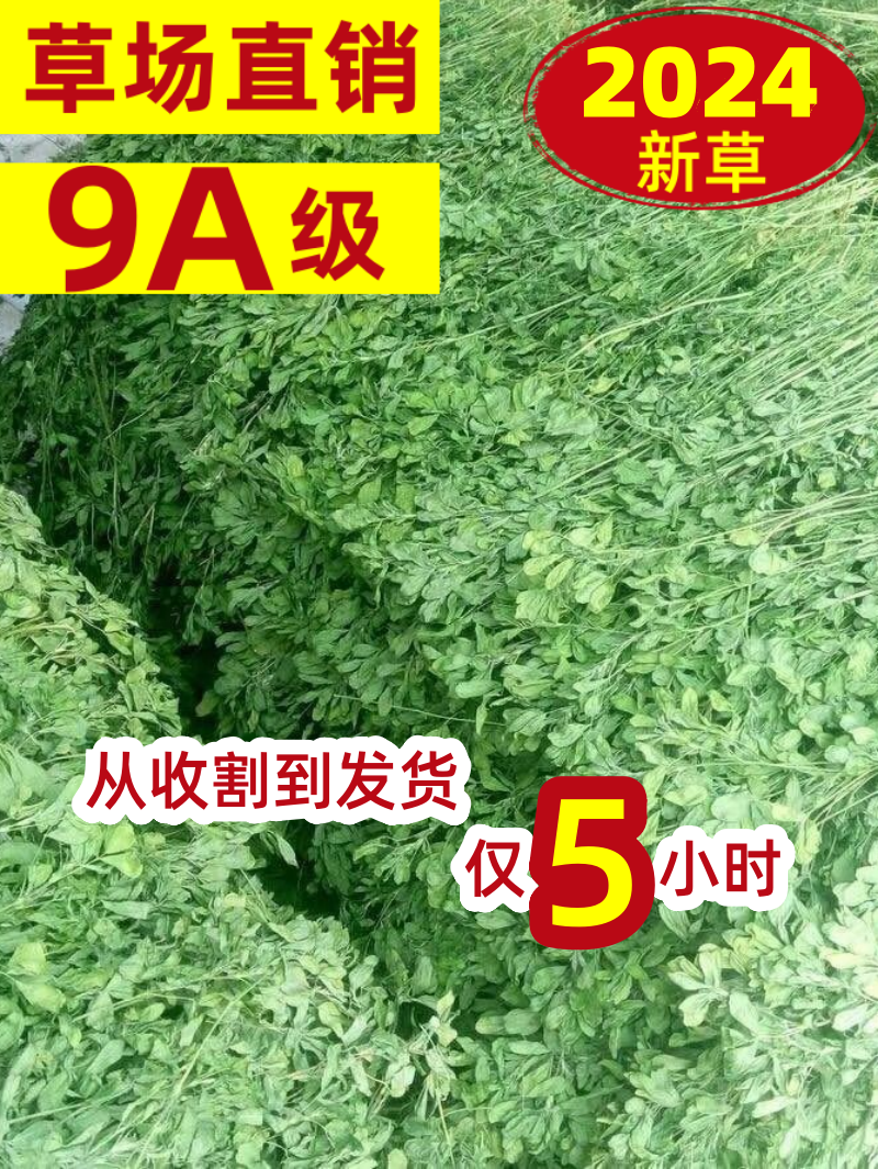 2024年烘干紫花苜蓿草干草兔草龙猫荷兰猪牧草饲料幼兔粮草苜宿草