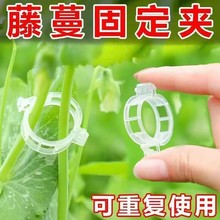 扶蔓夹绑蔓夹吊秧卡扣绿植夹藤蔓固定夹辣椒茄子固定器秧苗植物夹
