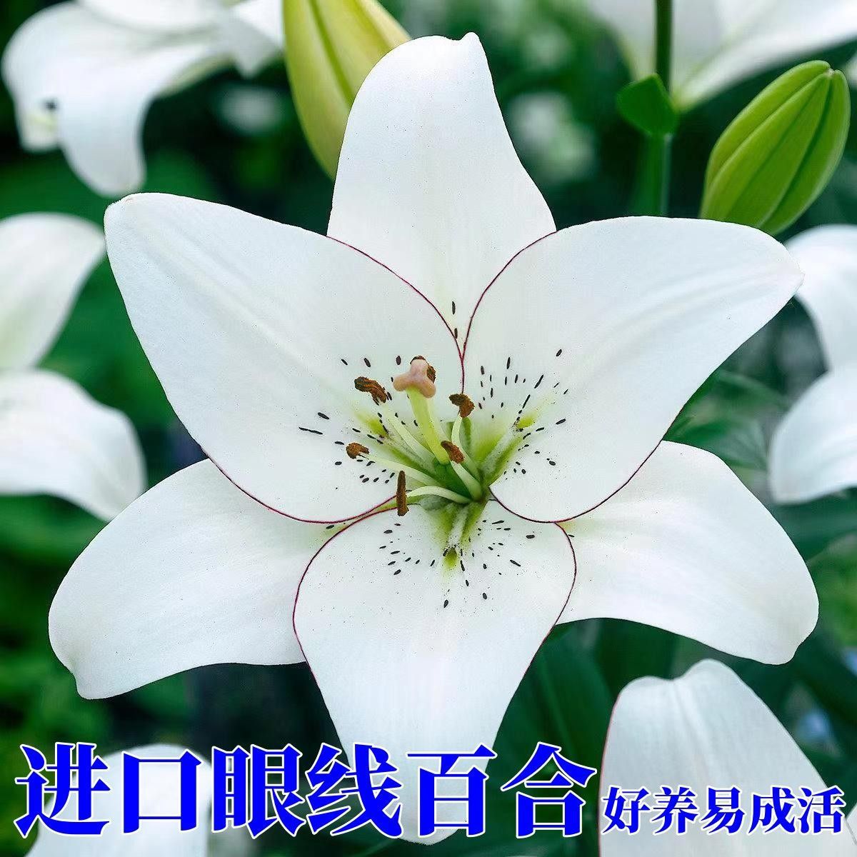 荷兰进口百合花种球眼线多苞四季开花好养活室内外花卉盆栽植物