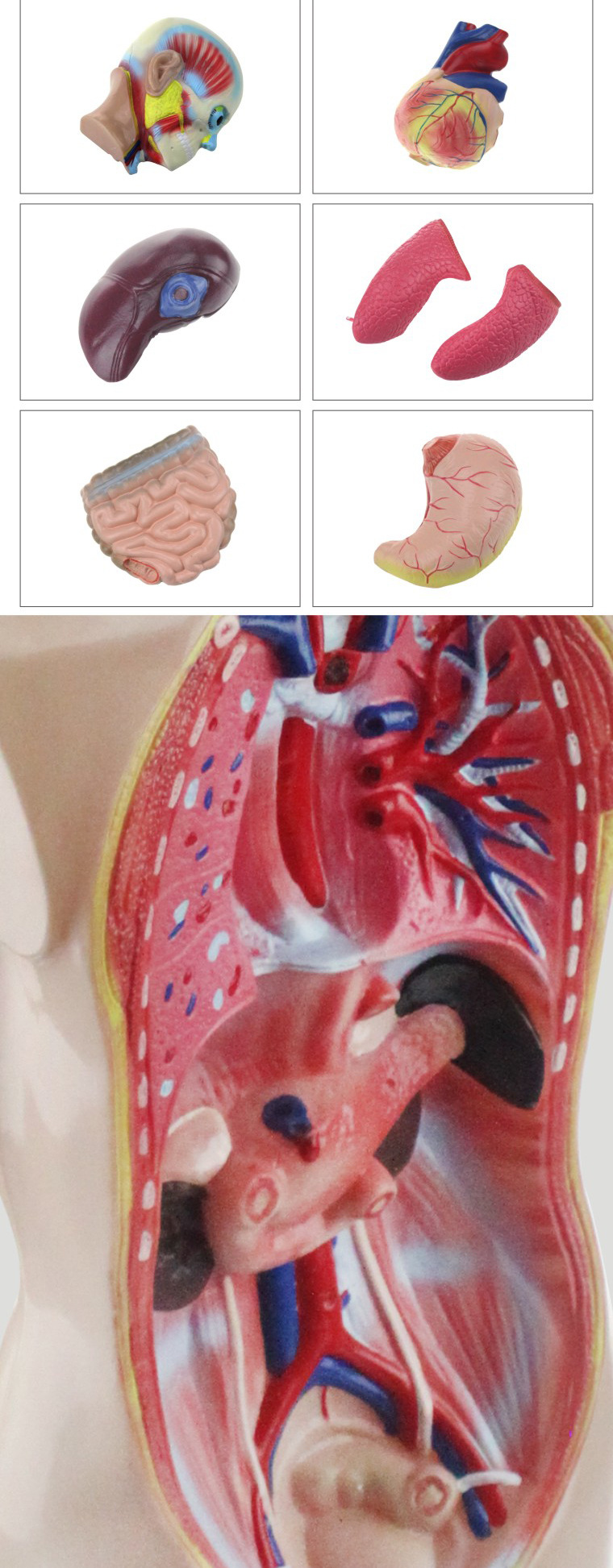 qh少年人体半身模型65cm高初中医学生物解剖躯干实验仪器文具用品