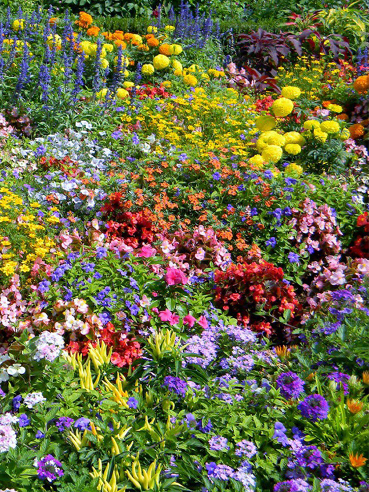 野花组合种子耐寒花种多年生四季播种开花波斯菊花籽庭院百日菊种