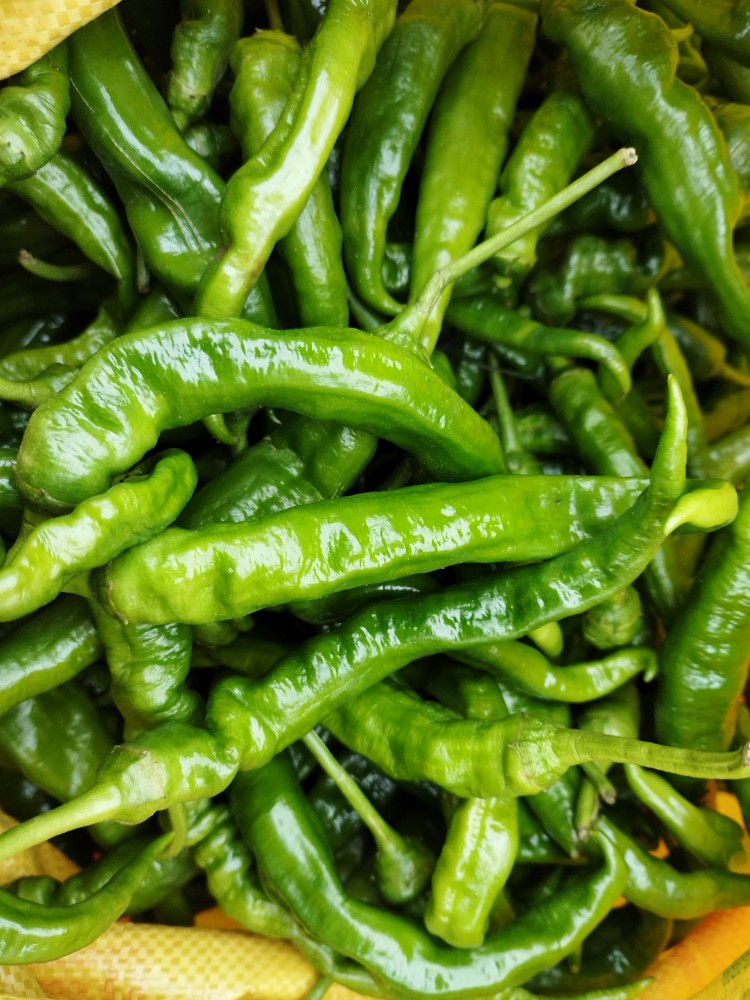 贵州本地新鲜薄皮青椒辣椒农家自种微辣新鲜蔬菜软皮青椒现摘现发