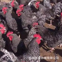 一斤左右的纯种芦花鸡活鸡脱温鸡半大鸡土鸡芦花鸡小鸡幼苗.