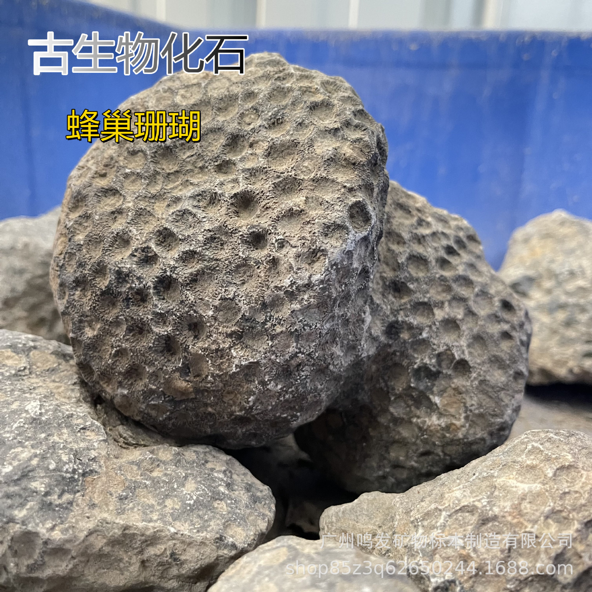 古生物化石蜂巢珊瑚 天然海洋化石轴管珊瑚 标本摆件