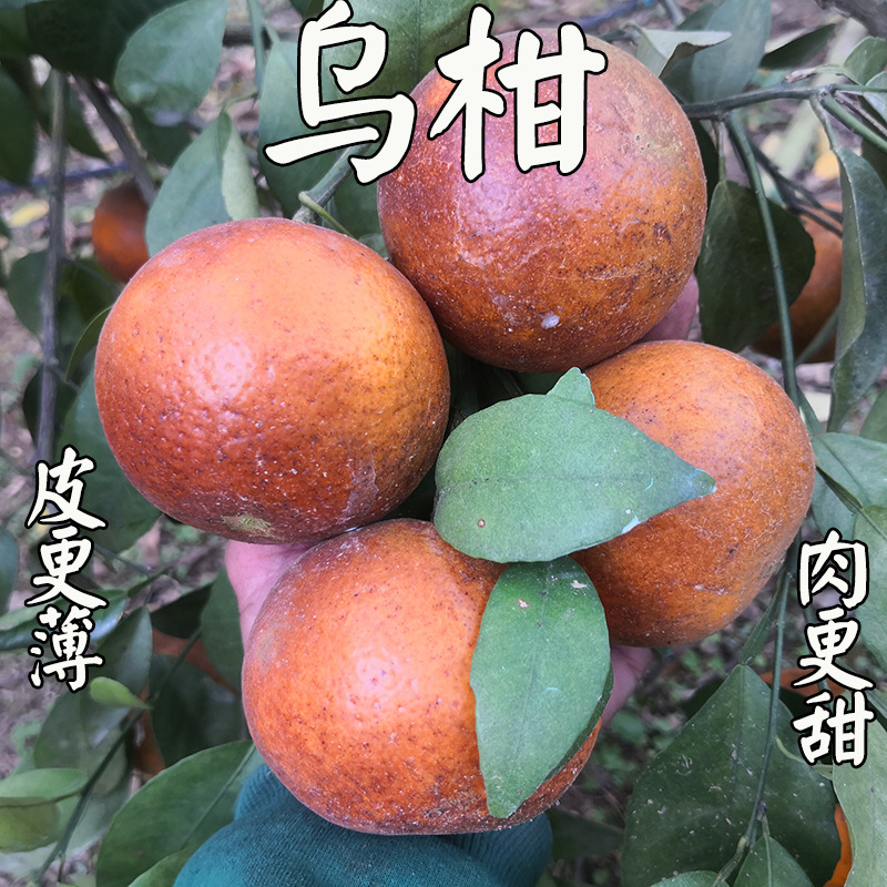 9成交0件乌柑黑皮沃柑现摘10斤当季新鲜皮薄多汁水果子橙子丑柑橘李子