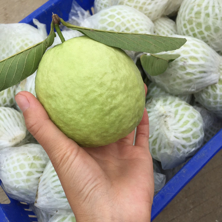 【番石榴】广东万顷沙番石榴白心芭乐新鲜低糖水果送酸梅粉