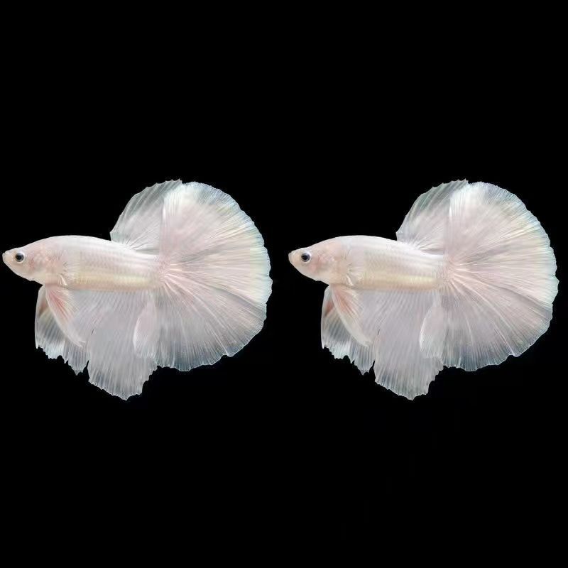 斗鱼网红婚纱鱼粉白斗鱼白色半月公好养易活热带鱼小型观赏鱼