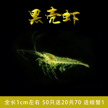 苹果螺鱼缸除藻吃藻螺巧克力河豚狗头食物喂乌龟活体饲料清洁淡水