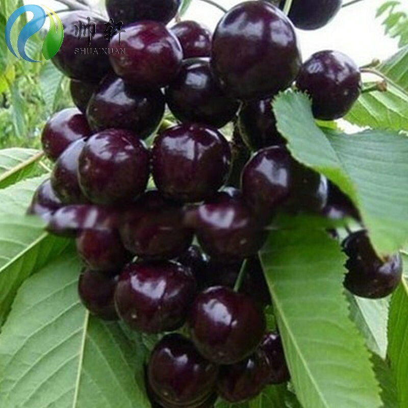 果树苗樱桃树苗美国车厘子樱桃苗黑珍珠樱桃樱桃苗南方北方-阿里巴巴