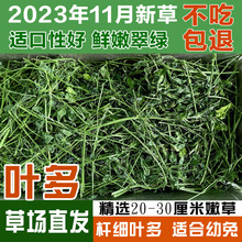 兔粮烘干苜蓿草兔子龙猫荷兰猪牧草干草饲料成兔幼兔粮食物新草