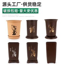 君子兰12片叶以上4年生 带盆发货 优惠活动,2盆120