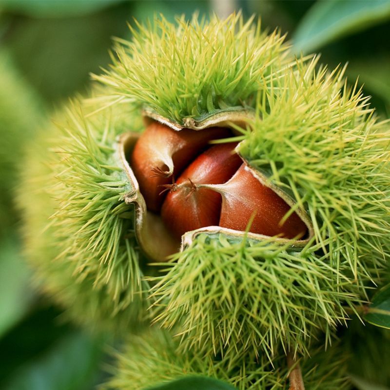 迁西板栗新鲜生栗子即食野生油栗子河北燕山特产迁西板栗批发
