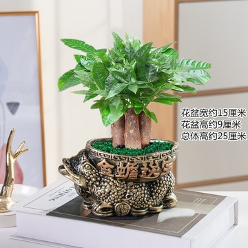 发财树盆栽易活植物室内客厅绿植小盆景四季常青办公室内盆栽花卉