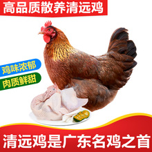 清远鸡正宗广东清远鸡源头直供清远原产地走地鸡清远土鸡母鸡批发