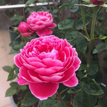 日本进口月季伊芙酒窖新品切花月季带花发货包对版包邮