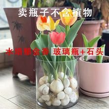 郁金香花瓶水培玻璃花盆水养白掌绿萝水仙百合盆透明玻璃花瓶圆筒