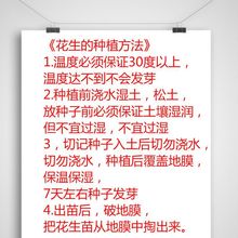 新货生和熟多规格可选红皮花生米四粒红花生果带壳红皮花一件批发