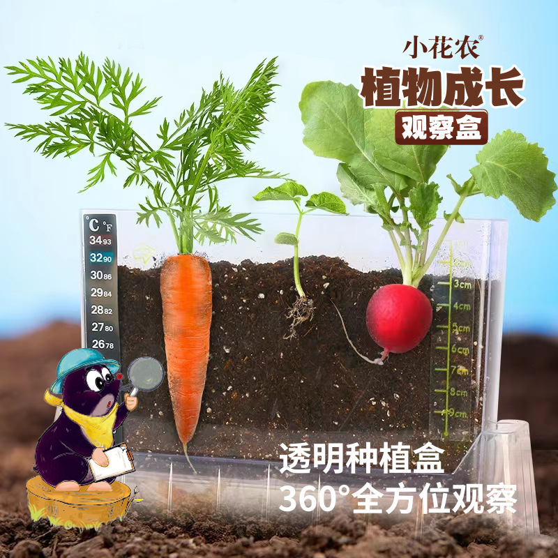 小花农植物观察盒 儿童学生种植杯益智科教玩具 蔬果根系花卉观察