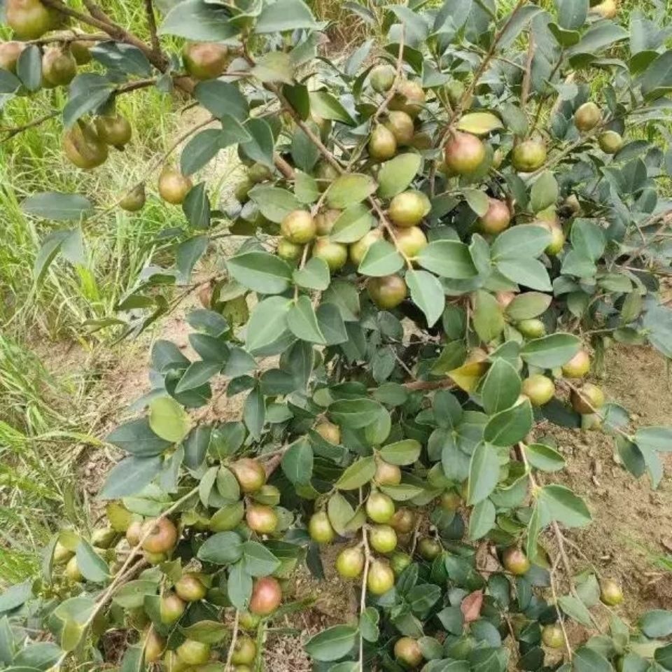 (50棵)江西长林高产嫁接良种油茶苗油茶树山茶树苗茶子树苗杯苗