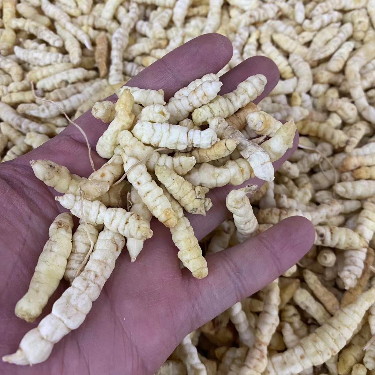 虫草参白虫草土冬虫草地虫草草石蚕地蚕地参草地蚕雪参虫草参批发