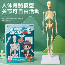 人体骨骼模型结构套装科教中小学生DIY组装儿童益智玩具澄海批发