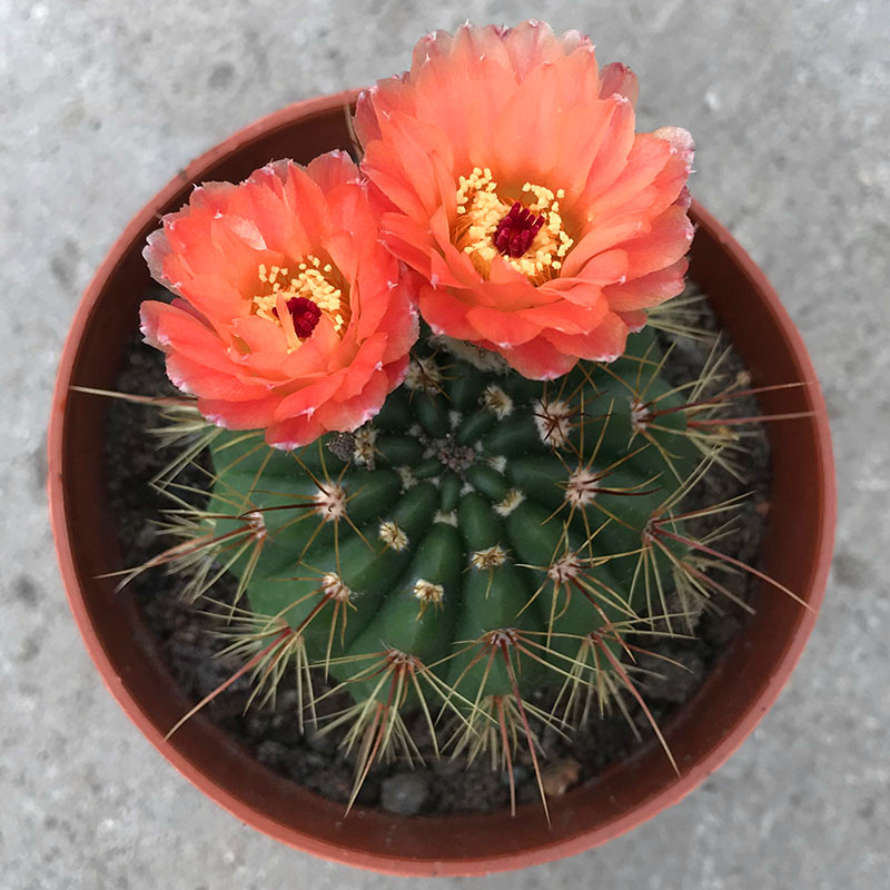 实生仙人球红花青王丸办公室阳台盆栽开大花多肉植物花卉