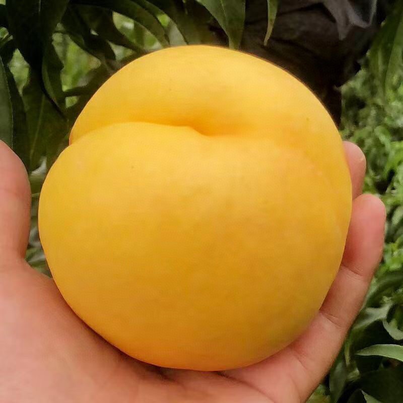 陕西黄金蜜桃毛桃黄蜜2号锦香黄桃新鲜水果新鲜采摘5带箱5斤批发