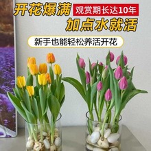 大鲜花郁金香水仙花种子花卉盆栽绿植好风信子养活室内种球水培物