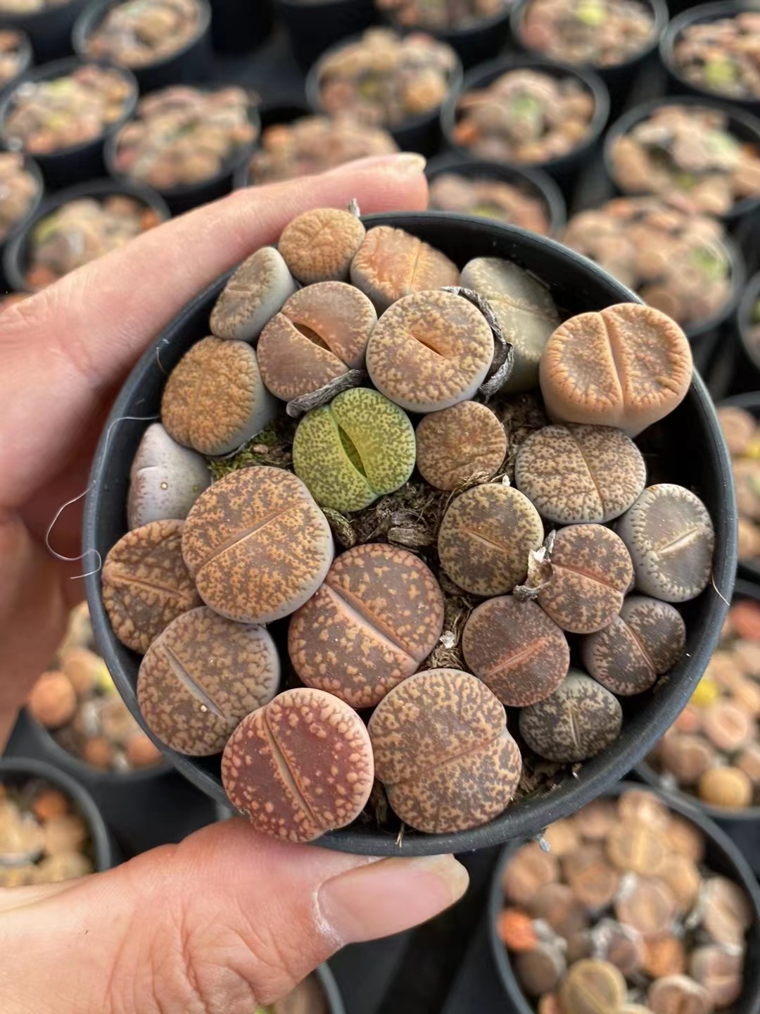 多肉植物大颗好养绿植生石花肉肉植物批发室内老桩肉肉花卉盆栽