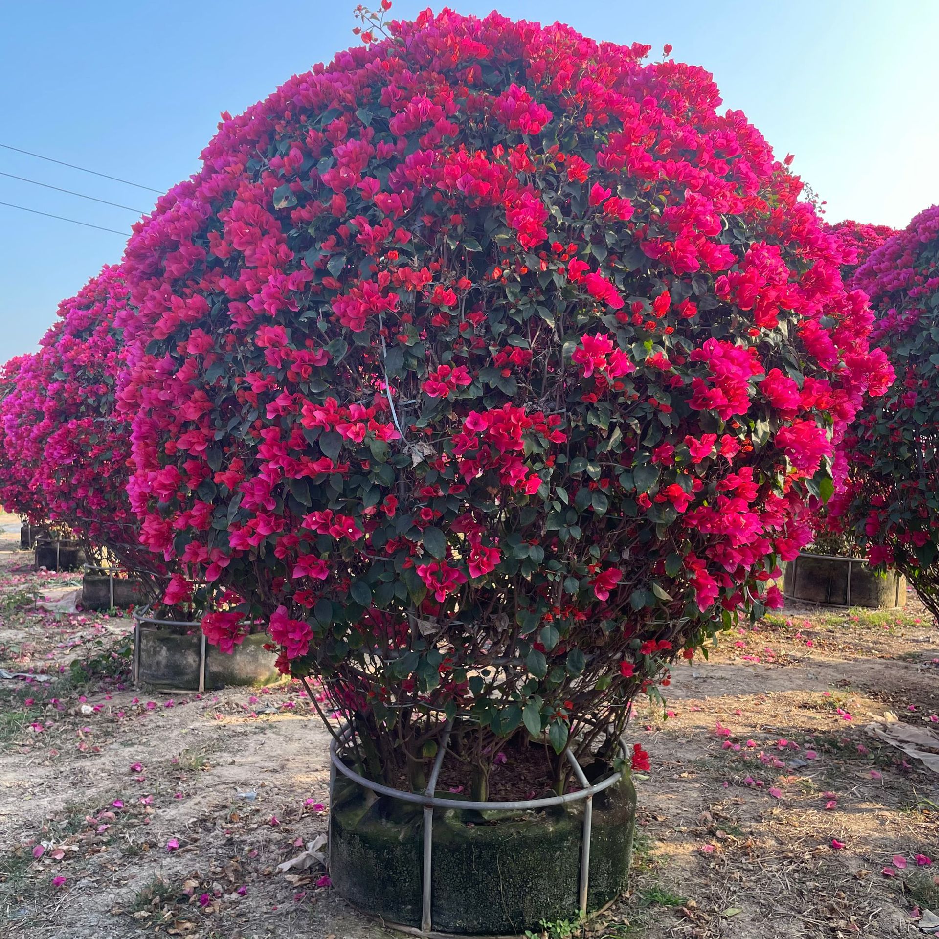 四季红球型三角梅基地批发 造型多色绿樱云南紫勒杜鹃绿化盆栽