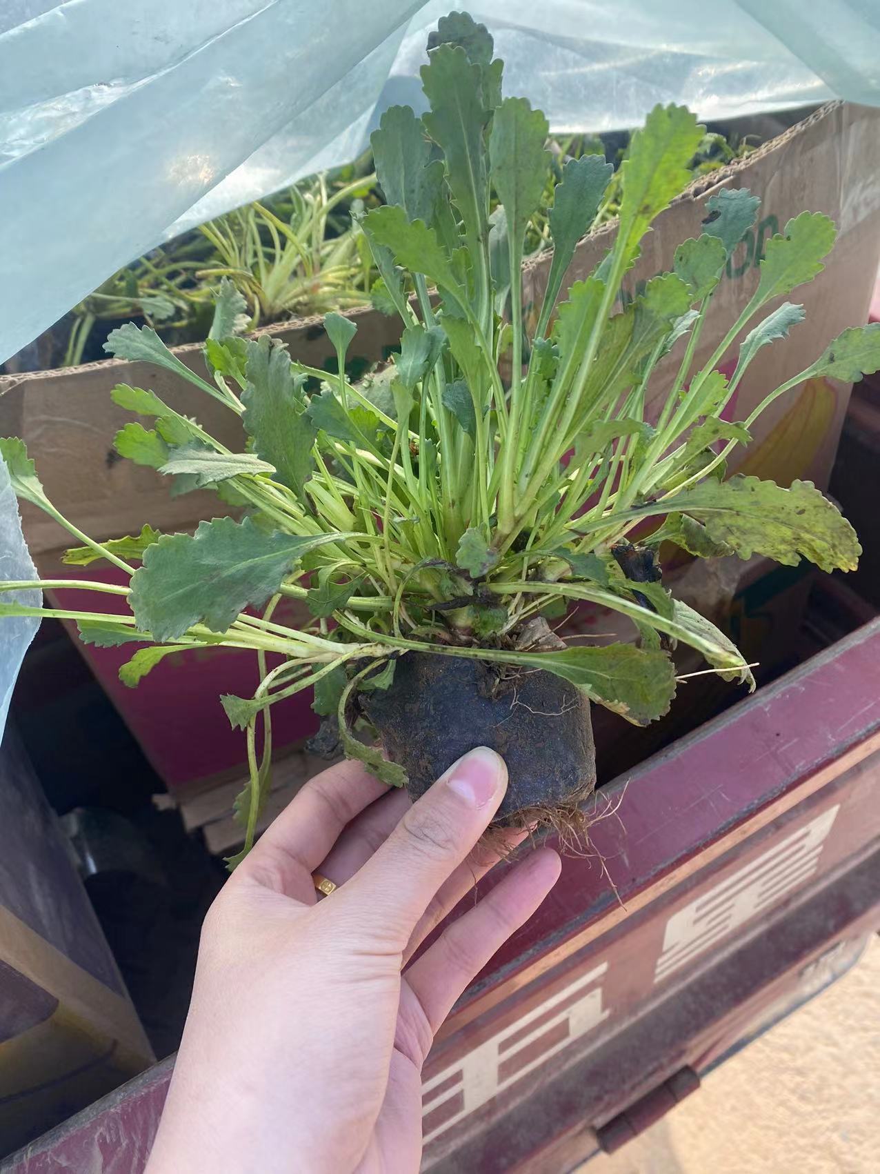 大滨菊杯苗 西洋滨菊幼苗 青州大滨菊上车价格 种植基地